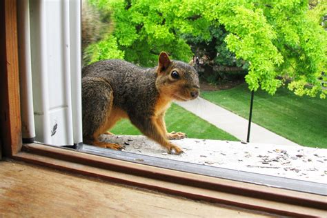 How to get a squirrel out of your house. Things To Know About How to get a squirrel out of your house. 
